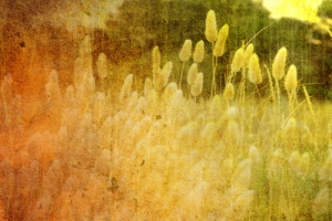 הערכת אומנות